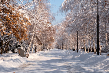Beautiful winter park with trees covered with snow after snowfall in sunny day. Winter landscape.