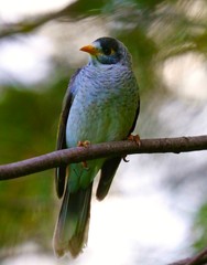 Bird Yellow throated miner standing on a branch in a Sydney park
