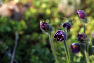 Küchenschelle Pulsatilla Vulgaris
