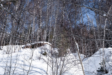 Beautiful winter forest with trees covered with snow after snowfall in sunny day. Winter landscape.