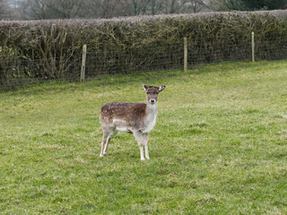 Cute doe or young female deer looking at camera in the countryside.