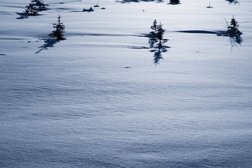 Small fir trees among snow field. New year symbol. Winter snow landscape view. Scenic landscape. Winter background.