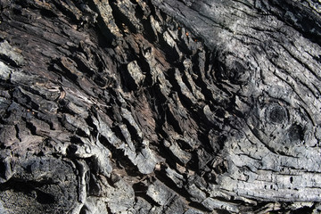 old bark tree outdoor
