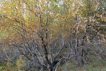Colorful autumn forest with shrub birch (Betula humilis) in the mountains of Greater Caucasus, Svaneti, Georgia. During trekking around Khalde glacier.