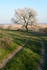 Blooming almond tree in spring in Burgenland