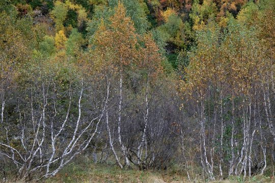 Colorful autumn forest with shrub birch (Betula humilis) in the mountains of Greater Caucasus, Svaneti, Georgia. During trekking around Khalde glacier.