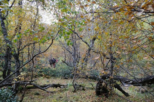 Colorful autumn forest with shrub birch (Betula humilis) in the mountains of Greater Caucasus, Svaneti, Georgia. During trekking around Khalde glacier.