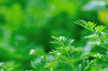 Green carrot plants in growth at vegetable garden