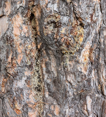 pine bark background texture. tree bark background. wood texture