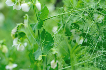 Flowering peas in garden, Organic farming
