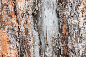  pine bark background texture. tree bark background. wood texture