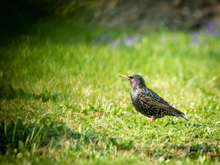 Starling in a meadow in spring