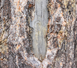  pine bark background texture. tree bark background. wood texture