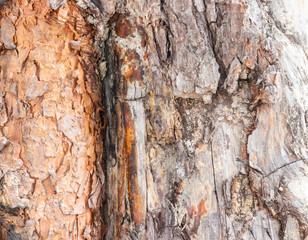  pine bark background texture. tree bark background. wood texture