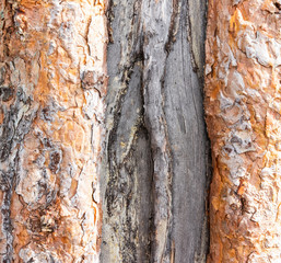  pine bark background texture. tree bark background. wood texture
