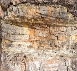  pine bark background texture. tree bark background. wood texture