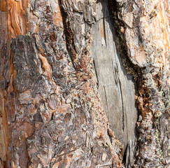  pine bark background texture. tree bark background. wood texture