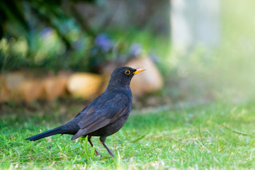 blackbird in the gareden