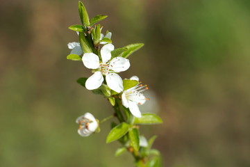 Spring flower with five white petals on the branch with young green leaves on the green blurred background