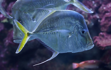 Close-up view of a Lookdown (Selene vomer)
