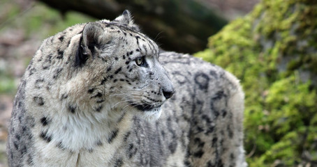 Snow leopard (Unica unica)