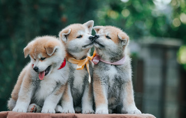 Akita inu puppies litter posing outside. Cute puppies together. 
