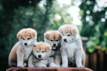 Akita inu puppies litter posing outside. Cute puppies together.	