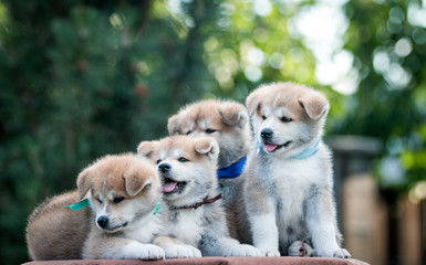 Akita inu cute puppy outside in green background.	