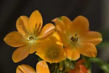 Fototapeta na wymiar Fleur orange Ornithogalum dubium vivace mars