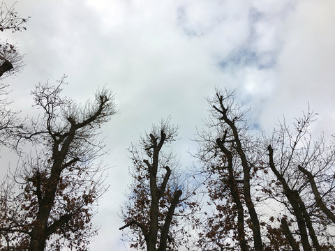 Silhouettes of trees on cloudy sky