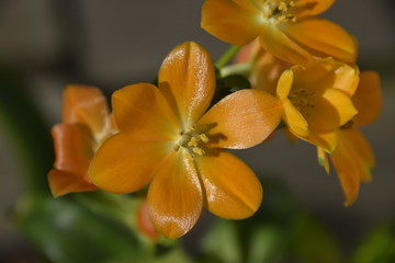 Fleur orange Ornithogalum dubium vivace mars