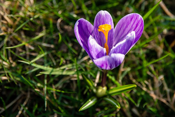 Lila Krokus als Frühlingsblume