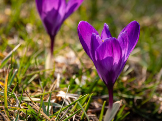 Lila Blume im Fr&uuml;hling