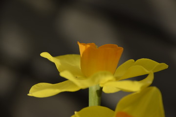 Jonquille jaune 