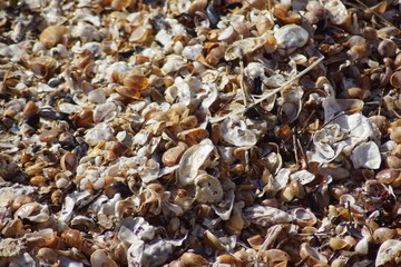 coquillage