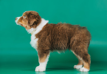 Australian shepherd puppy posing in the studio. Beautiful young aussie baby in blue background.	