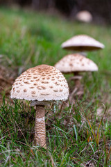 Macrolepiota procera growing among the grass of a meadow