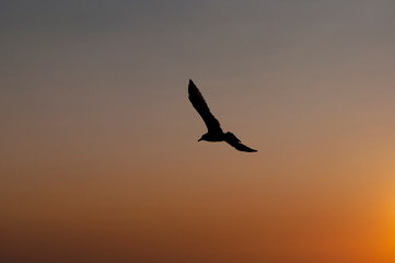 birds flying in the sky