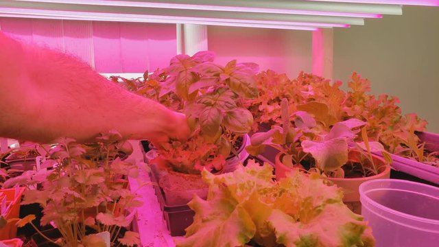 Home gardening - Checking Basil herb plant growing in small plastic pot under red full spectrum grow light to be transplanted into garden in late spring.