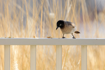 White-spectacled bulbul with crumbs