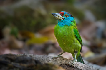 Blue-throated barbet bird on branch in nature