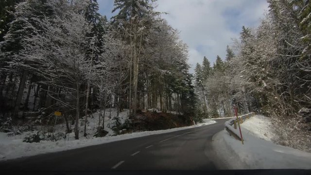 Point of view driving on curved countryside road between spruce forest trees. Idyll landscape in winter season in Pokljuka plateau, Slovenia