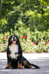 Bernese mountain dog posing in beautiful city park outside.