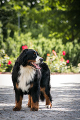 Naklejka na ściany i meble Bernese mountain dog posing in beautiful city park outside.