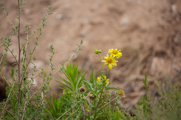 Two last overriped yellow chrysanthemum coronarium