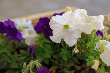 White and violet petunias