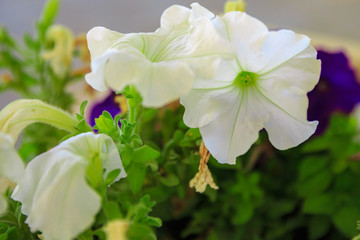 Decorative white petunia
