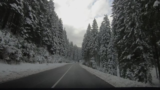 Point of view driving on curved countryside road between spruce forest trees. Idyll snowy landscape in winter season in Pokljuka plateau, Slovenia