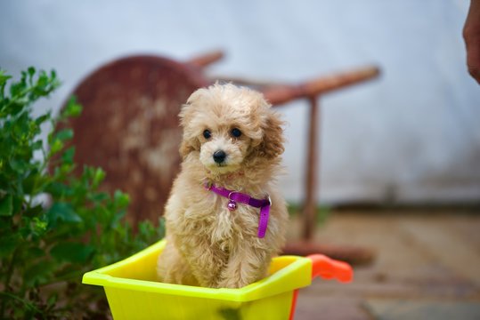 pudle in the park
