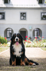 Bernese mountain dog posing in beautiful city park outside.	